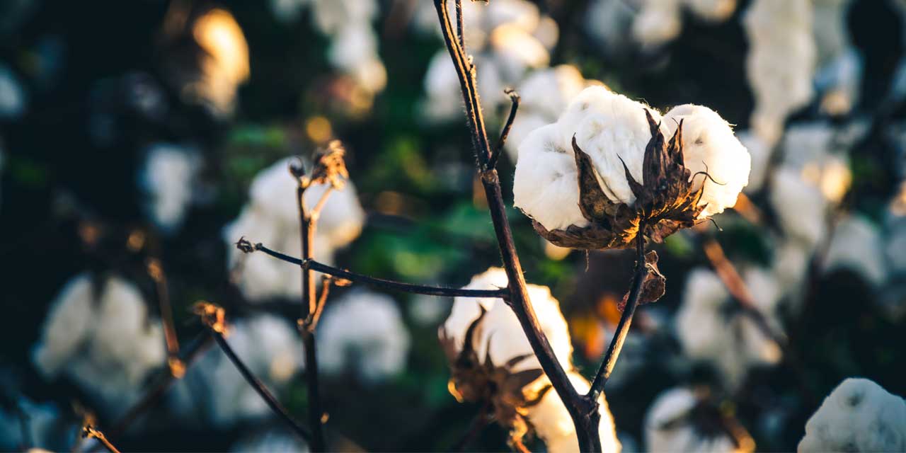 Cotton traceability