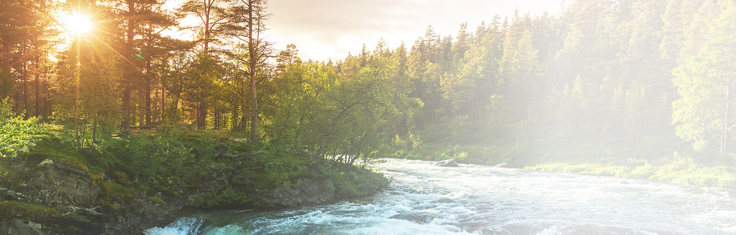 Traditional Forestry Consulting Services