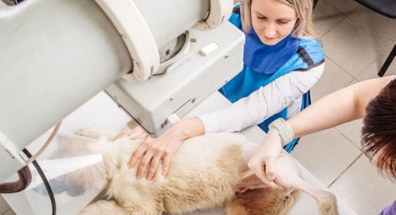 Veterinärmedizinische Röntgeneinrichtungen
