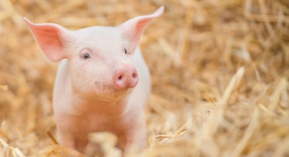 Verbrauchertipp: Neues Siegel zur Tierhaltung