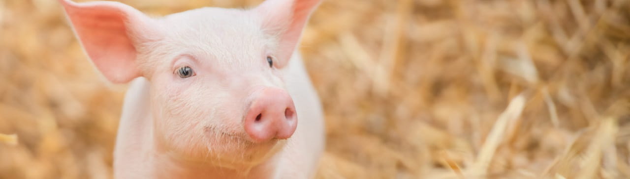 Verbrauchertipp: Mehr Transparenz durch neues Siegel zur Tierhaltung