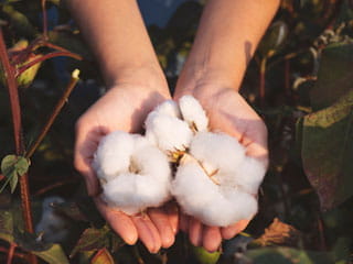 Cotton