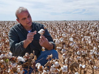 cotton