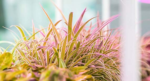 Grow Lights