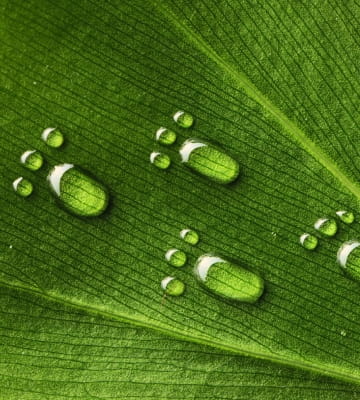 Sostenibilidad ambiental