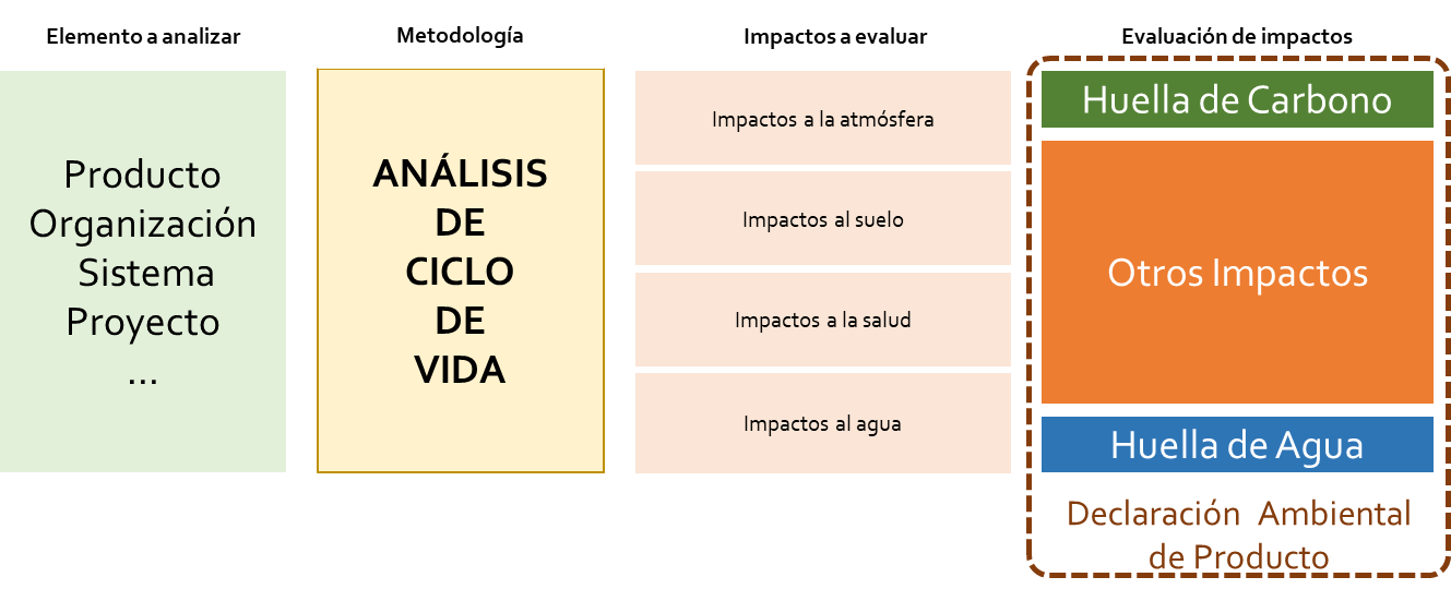 ciclo de vida