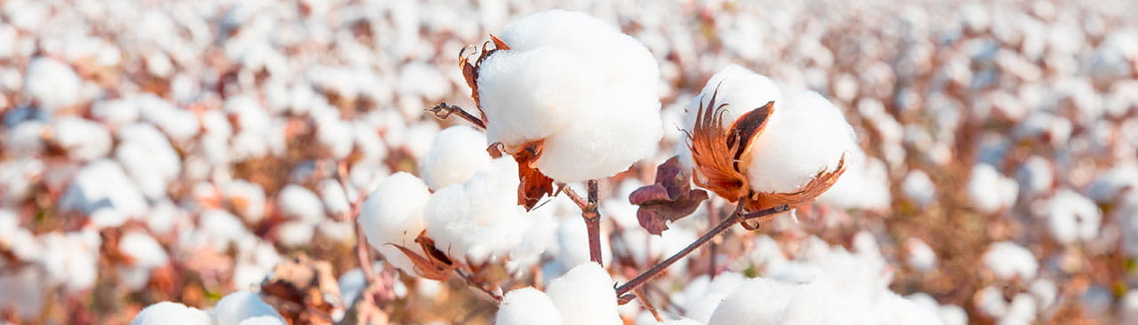 Cotone organico: cos’è e come stabilirne l’origine biologica