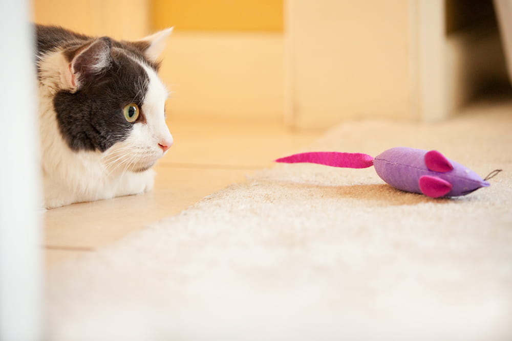 giochi-animali-sicuri