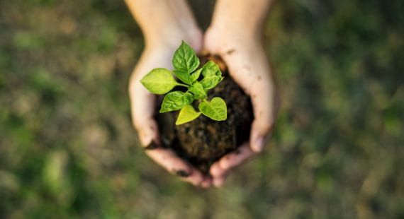 Sustainable Sourcing and Traceability