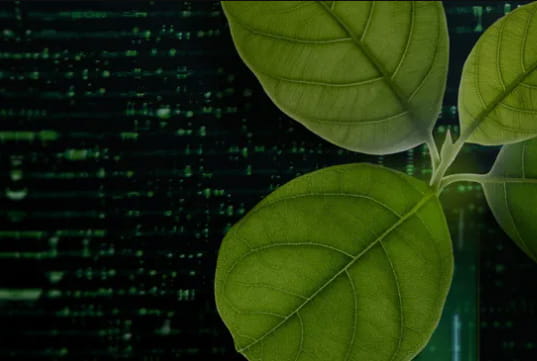 green leaf