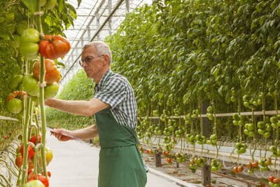 Vertical farming and the challenges of horticultural lighting