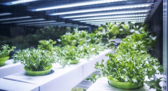 Grow Lights/Horticulture Lighting Testing & Training