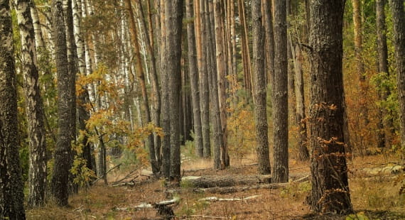 forest in autumn
