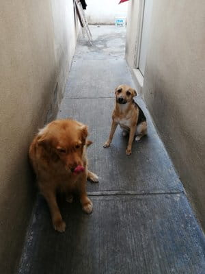 Sansa Garcia and Sura Garcia Dogs