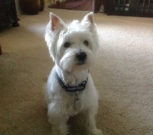 Bailey Kerby Dog