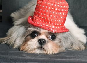 Bia Pacheco Dog