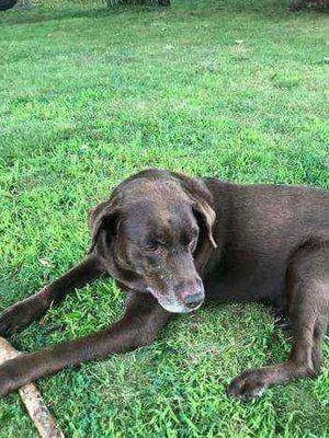 Buddy Wierl Dog