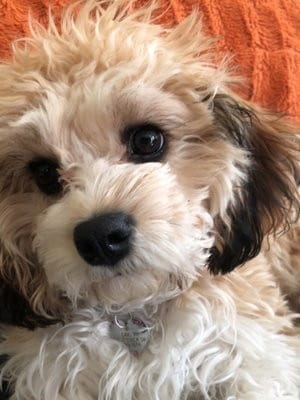 Carly Vandersyde Dog