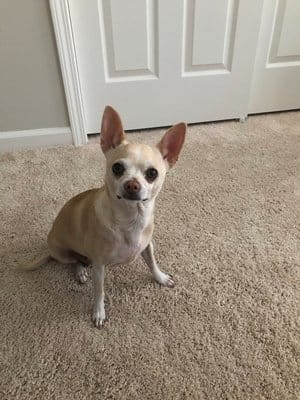 Cleopatra Shaw Dog