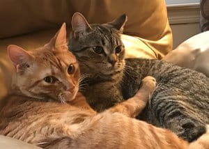 Dean Martin and Frank Sinatra Saffioti  Cats