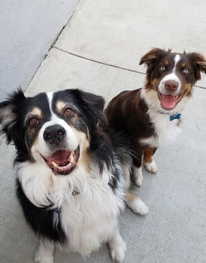 Dexter Casillas and Sam Casillas Dogs