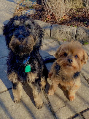 Finnegan and Wilbert Dogs