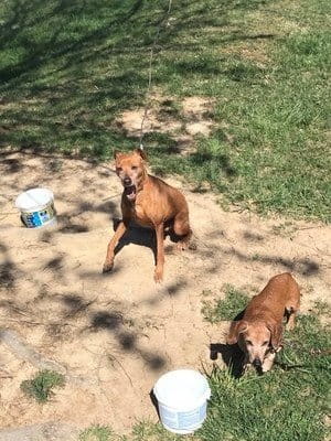 Hercules Shernisky and Zeus Shernisky Dogs