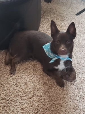 Hershey Kisses Coleman Dog