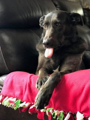Jersey Godfrey Dog