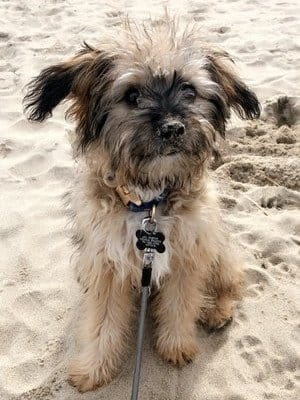 Jojo Fletcher Dog
