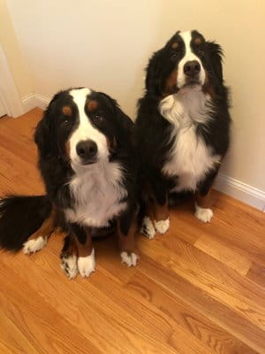 King and Louie Plunkett Dogs