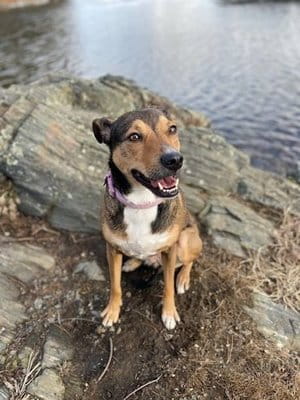 Lily Dwinell Dog