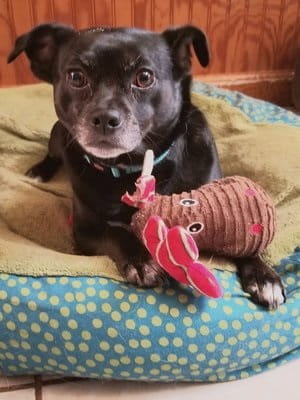 Logan Segura Dog
