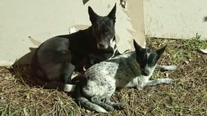 Luna Cardeñas and Maia Cardeñas Dogs