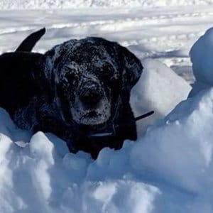 Maggie Mae Flatwater Arch Dog