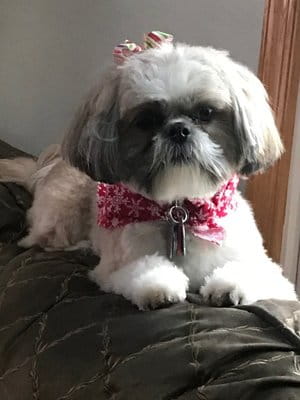 Maya Goddard Dog