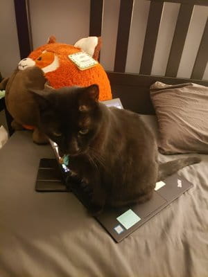 Midnight Kwan Cat