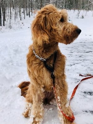 Millie Curtis Dog