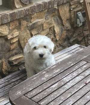 Milo Maier Dog