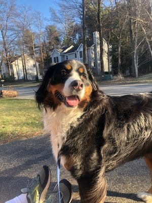 Molly McBarksalot-Maynard Dog