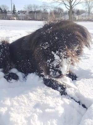 Moose Cameron Dog
