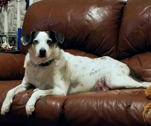 Niko Segura Dog