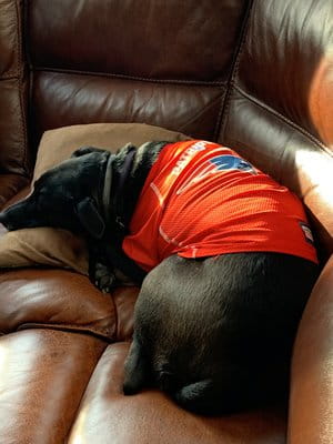 Polly Maguire Dog