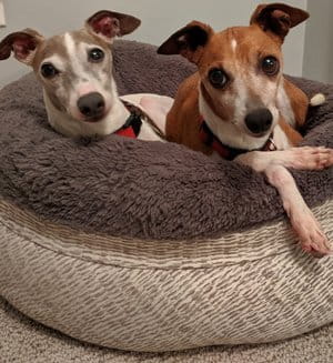Red and Andy Lahetta Dogs