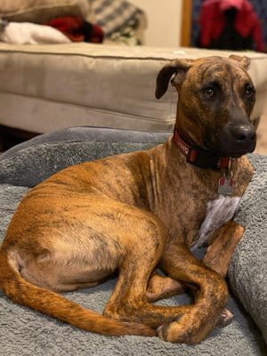 Remy Ormonde Dog
