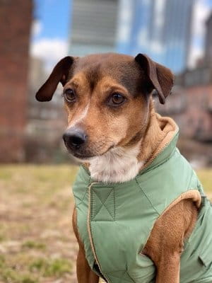 Rusty Martirossian - Dog