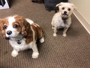 Sam Hayden and Hazel Hayden Dogs