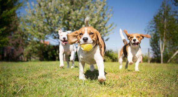 TÜV SÜD America Pooches