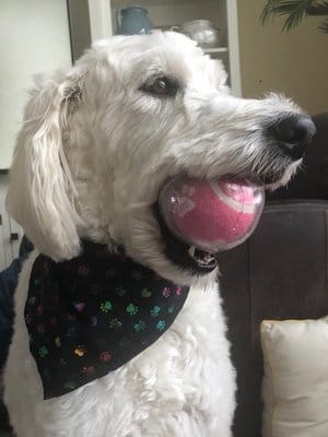 Summer Stockmaster Dog