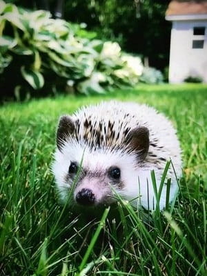Xena Lysykh Hedgehog
